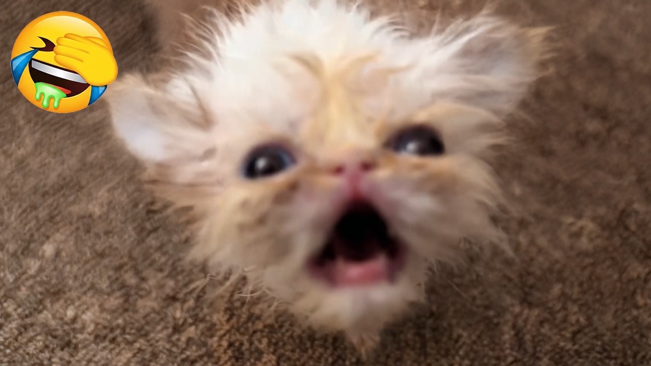 New Funniest Cats Videos 😼Try Not To Laugh😜Daily Serving of Internet Cats Part 19