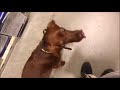 Irish Setter Irish Setter