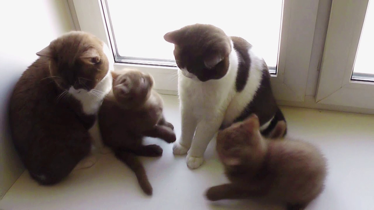 chocolate vs cinnamon YouTube