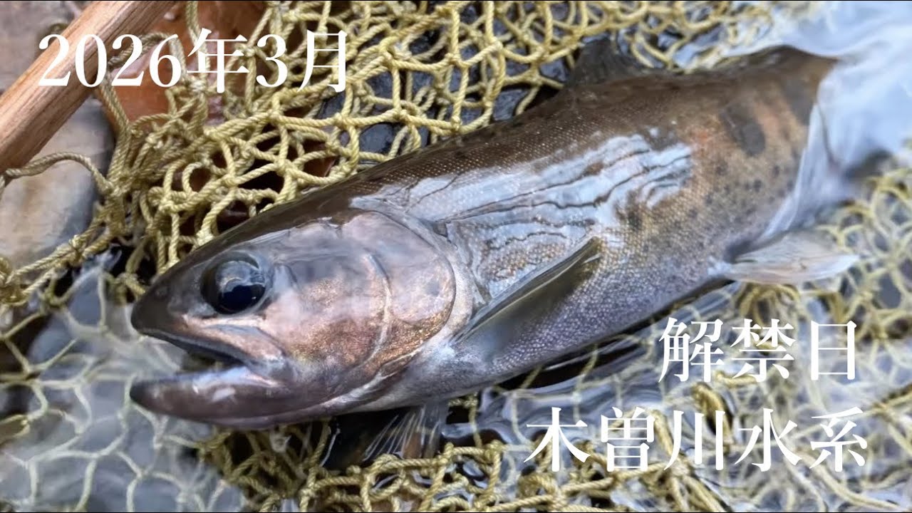 木曽川水系解禁日にフライフィッシングに行ってきました #フライフィッシング #flyfishing #渓流 #渓流釣り