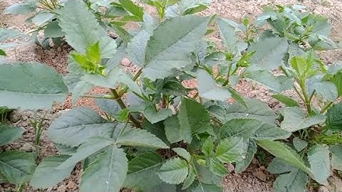 Làm Cho Cây Hoa Thược Dược Trồng Chậu Đang Có Nụ Sớm Cho Hoa Vào Dịp Tết