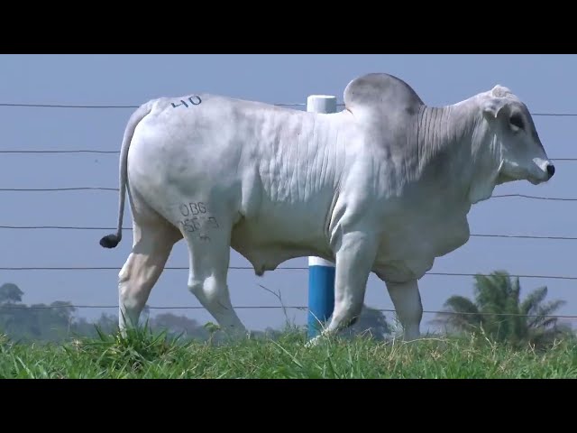 99º Leilão OB - Lote 40 - Nelore Mocho - 1 Touro PO Registrado