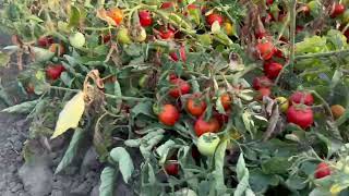 Продам помидор Асвон с поля. Скадовский район. Великие Копани