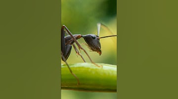 Wait Macro Results || 12x Macro Lense || Ants 🐜 Macro Photography #shorts #shortvideo #short #macro