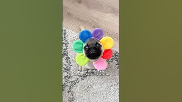 Blessing your feed with puppy Mosy in a flower hat 🌸✨ #pug #dog
