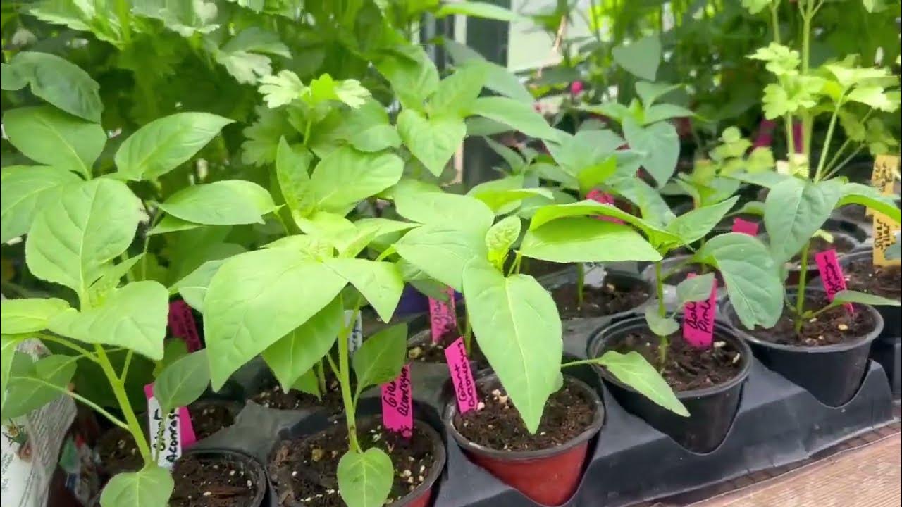 Spinach Harvest from the Cold Frame and Freeze Dried Spinach Powder