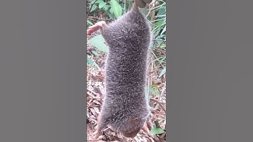 Đi rừng đào con dúi (chuột tre)