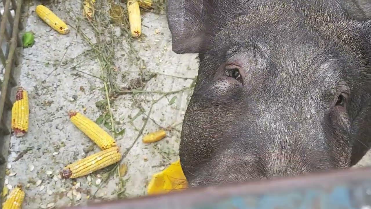 Drojdia La Porci Yeast to pigs - benefits and requirements - YouTube