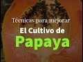 Técnicas para mejorar la producción de Papaya