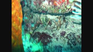 Guatemala, Belize, Jamaica, Costa Rica and Panama - Central America 2012 1080HD