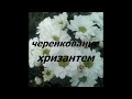 Черенкование хризантем.Основы.