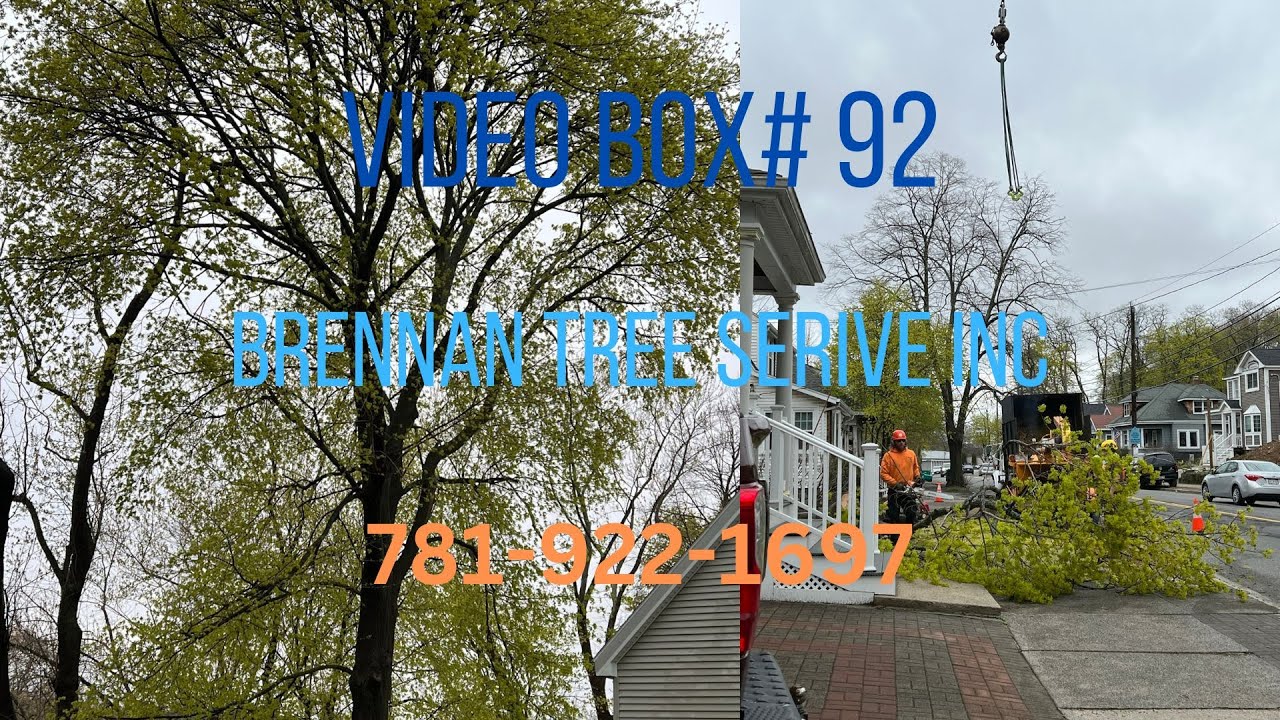 Tree removal with a crane - Brennan Tree Service Inc - YouTube