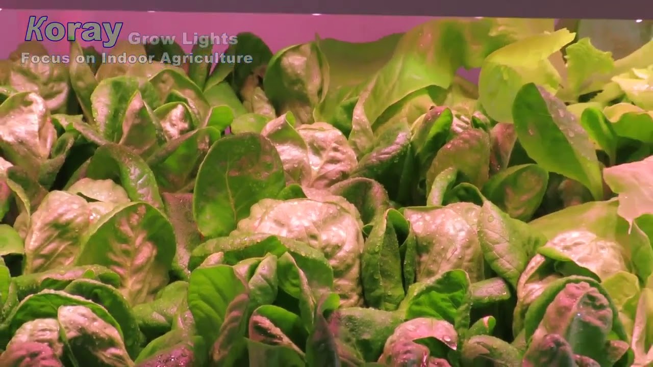 Koray led grow lighthydroponic led grow light bar full spectrum grow lamp  RX-GW45-900A