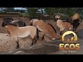 INICIANDO ECOS LA BREA - Jogando de CAVALO - Entrei para um grupo grande de cavalos
