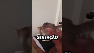 porque os gatos gostam de tapinha no bumbum? #viral #shorts #curiosidades