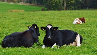 Корова мычит в поле. Голос коровы, которая проголодалась