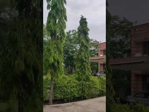 Jaipur Farm House Video dated 7th July 19