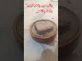 بتاو  #aseel #aseelchicken #royalaseel #aseelfarming #farmvlog #viralvideo