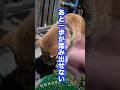 あと一歩が踏み出せない❗️ #柴犬 #柴犬さん #柴犬レオ #shibainu