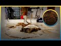 Stained, Burnt And Covered In Worms ! Carpet Cleaning Satisfying ASMR