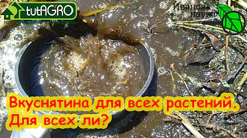 КАКИЕ РАСТЕНИЯ НЕЛЬЗЯ ПОДКАРМЛИВАТЬ... БРОДИЛОВКОЙ! Рекомендации, противопоказания и сроки для чая.