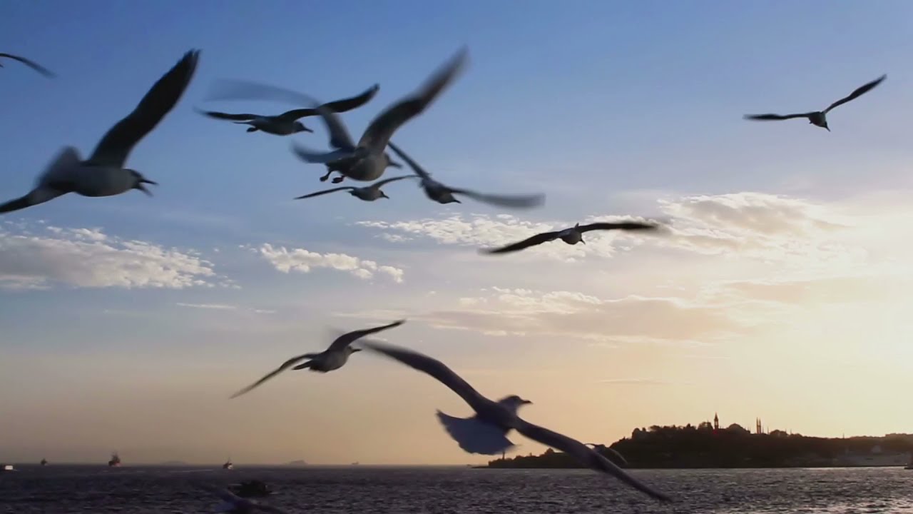 在 YouTube 上观看 Fly in the wind 在風中飛翔。原創背景音樂 2021 作曲 : 梁發發 ( 業餘音樂創作家 ) 在 YouTube 上观看 Fly in the wind 在風中飛翔。原創背景音樂 2021 作曲 : 梁發發 ( 業餘音樂創作家 )