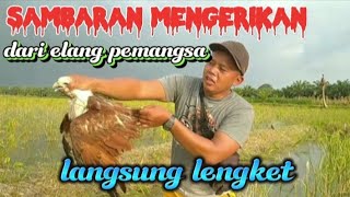 pas seru serunya mikat jalak kedatangan  pemangsa yg langsung masuk perangkap