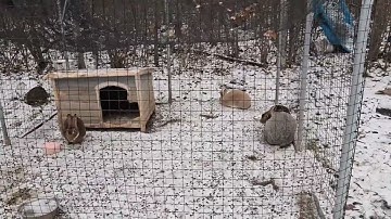 Breeding Rabbits Responsibly - Rabbit Color Genetics and the Base Color Gene (B)