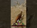 Iggy breaks leg running away from us | #milady_saiyan on #Twitch