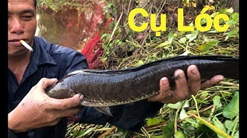 Toàn cá cụ rút về đây mùa khô hạn | THÚ VUI MIỀN TÂY. Tập 622