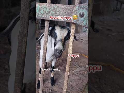 Rescuing Appu 😂 #kootifamily #goats #funnyvideos #pets #aadu #babyanimals
