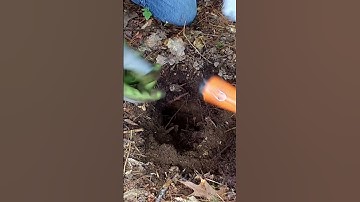 Short #174 - Indian, Metal detecting with the Nokta Makro Simplex.   #metaldetecting