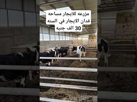 مزرعه للايجار مساحه فدان الايجار في السنه 30 الف جنيه