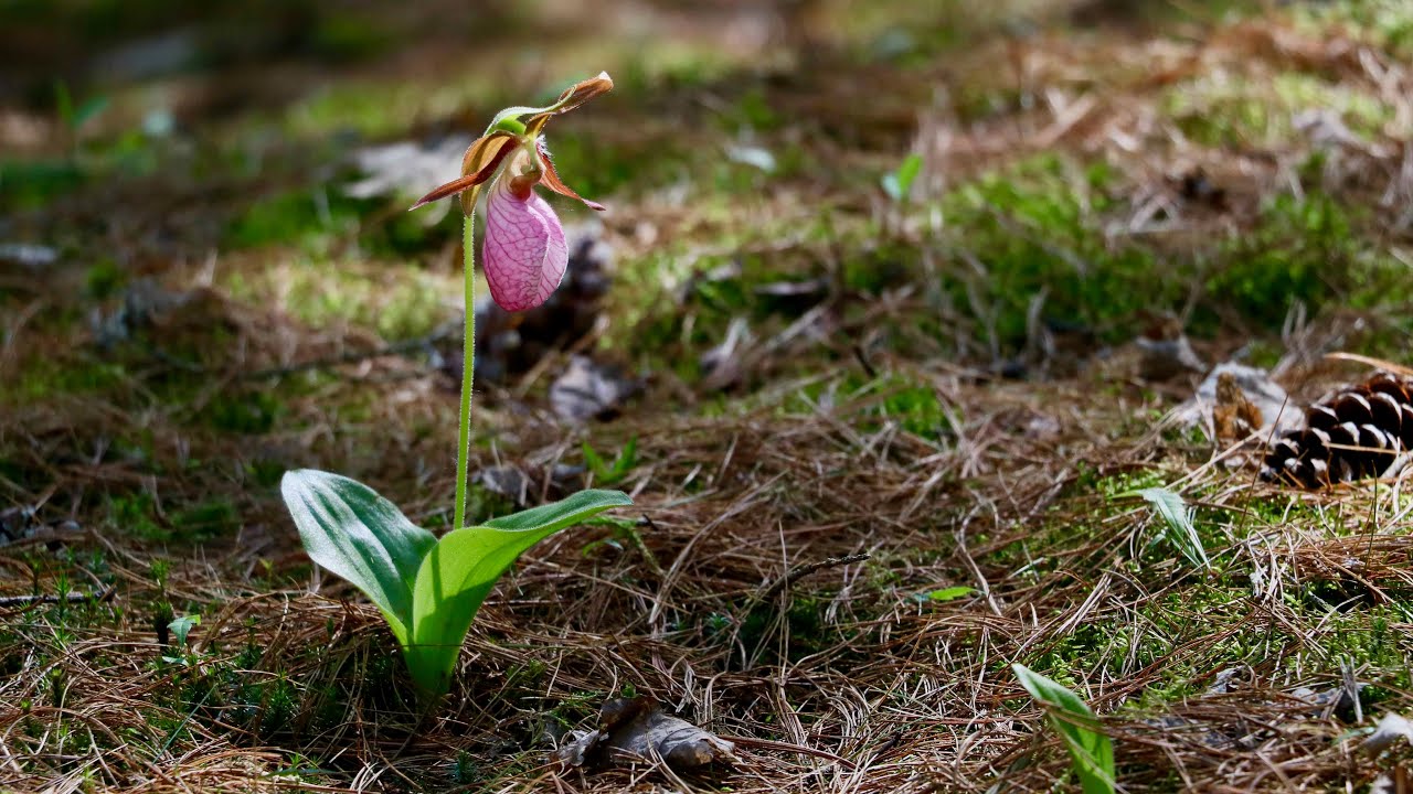 Pink Lady's Slipper Orchid