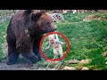 Медведь схватил ребёнка❗ То что сделал хищник просто невероятно❗