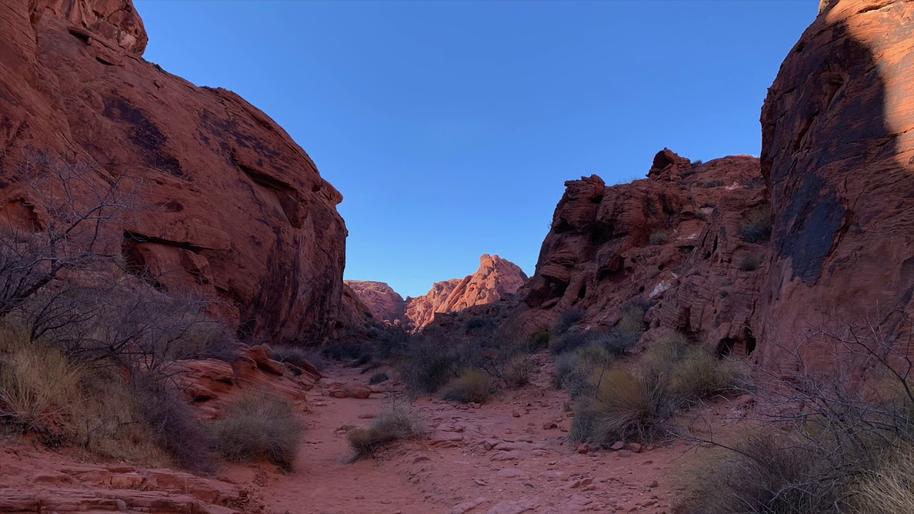 Deep Flowers | Evan Chambers