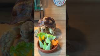 Raising a Sulcata Terrier without fail ✨ Top-of-the-line terrarium specifications directly copied!