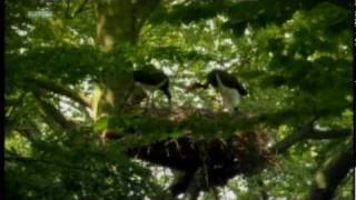 Magical Forests of Germany - Ambience Music Video Clip