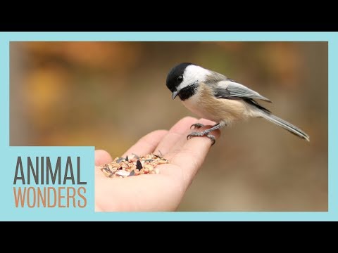 Video: Wilde vogels voeren (met afbeeldingen)