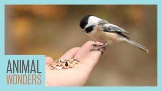 How To Feed Wild Birds The Right Way