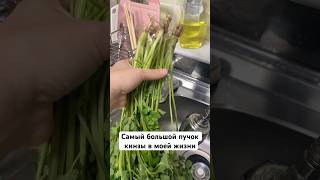 Самый большой пучок кинзы в моей жизни!!!