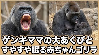 A Big Yawn From A Healthy Mom And A Sleeping Baby Gorilla Kyoto City Zoo