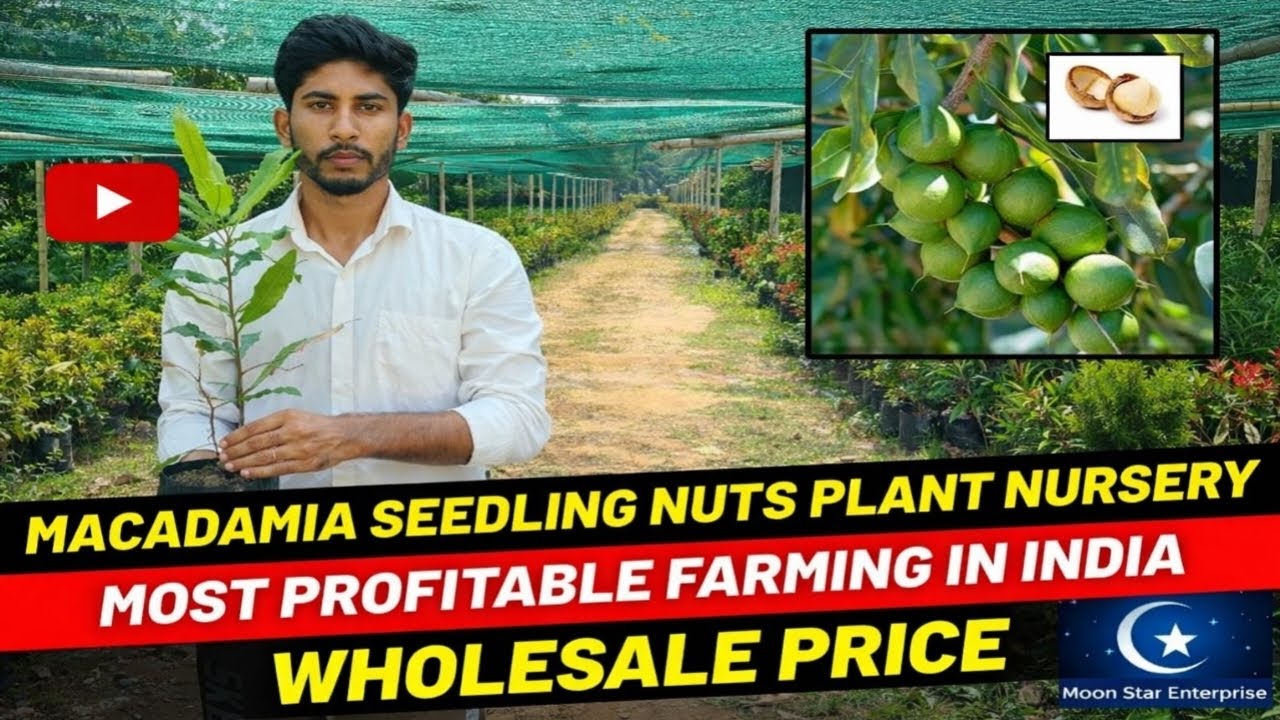 MACADAMIA SEEDLING PLANTS 🌱 | Future Millionaire Crop in India /All india delivery service available