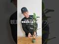 【驚くほど簡単】紐と支柱でできる！観葉植物の曲げ方