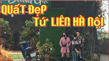 Quất cảnh , quất tứ Liên,quất đẹp