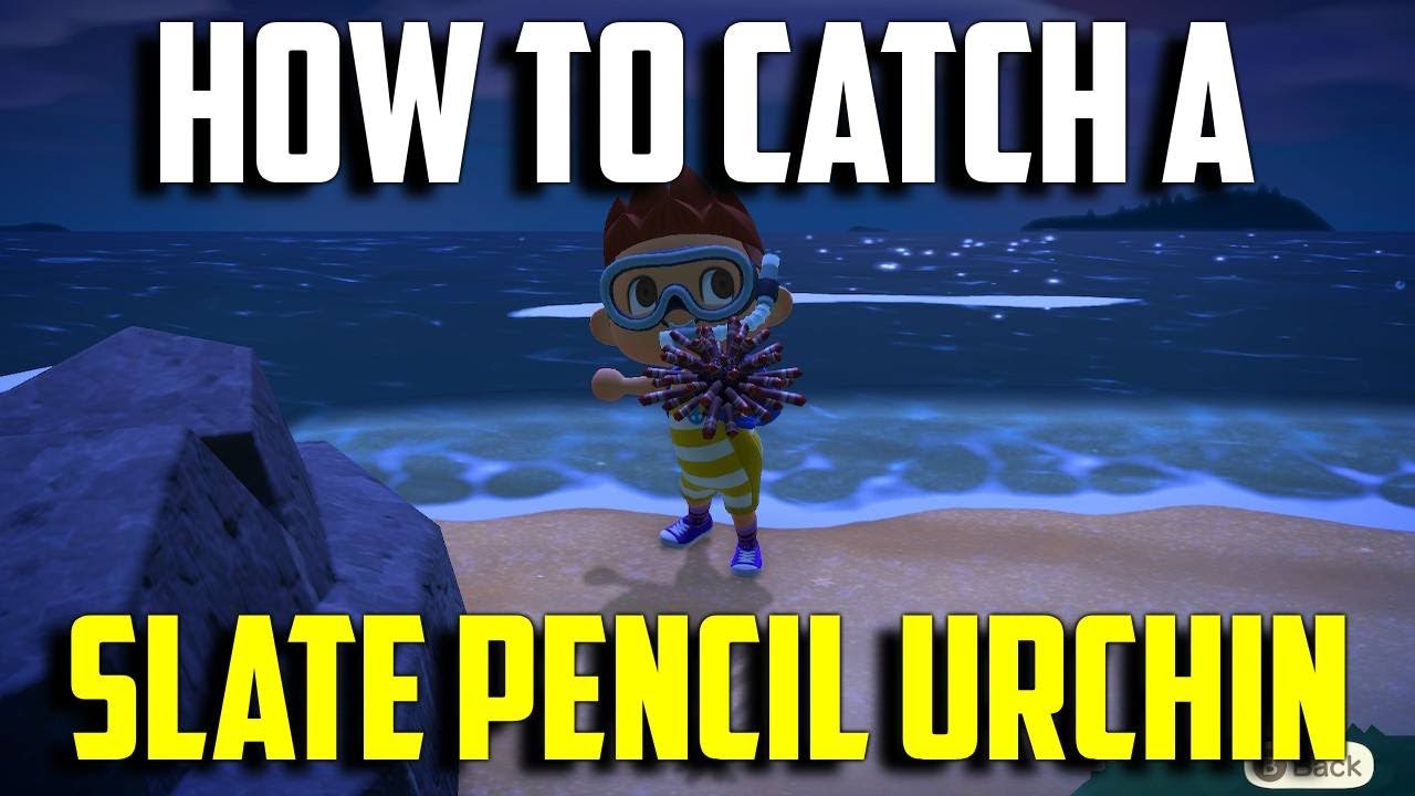How to Catch a Slate Pencil Urchin ACNH Slate Pencil Urchin Slate