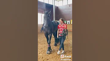 الخيل تلعب دبكه 