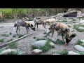 Home Safari – Painted Dogs – Cincinnati Zoo