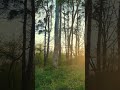 Forest Meditation on a Sadhu Board | Standing on Nails in Nature