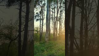Forest Meditation on a Sadhu Board | Standing on Nails in Nature